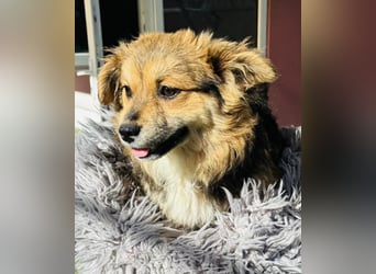 Mini Mäuschen Stella