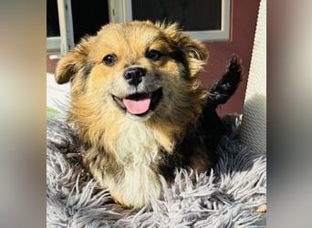 Mini Mäuschen Stella