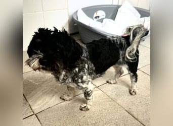 Josy – kleines Hundemädchen sucht ihr großes Glück