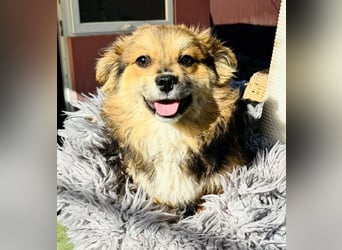 Mini Mäuschen Stella