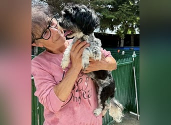 Josy – kleines Hundemädchen sucht ihr großes Glück