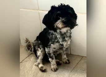 Josy – kleines Hundemädchen sucht ihr großes Glück