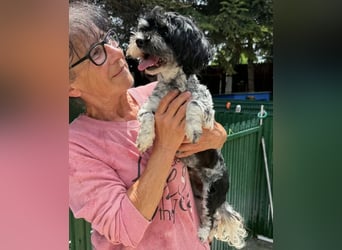 Josy – kleines Hundemädchen sucht ihr großes Glück