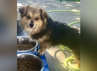 Mini Mäuschen Stella