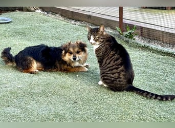 Mini Mäuschen Stella