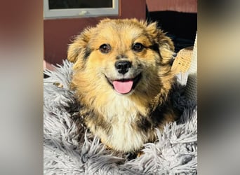 Mini Mäuschen Stella