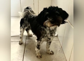 Josy – kleines Hundemädchen sucht ihr großes Glück