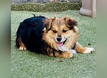 Mini Mäuschen Stella