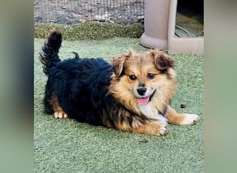 Mini Mäuschen Stella