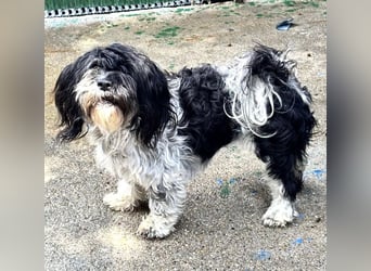 Josy – kleines Hundemädchen sucht ihr großes Glück