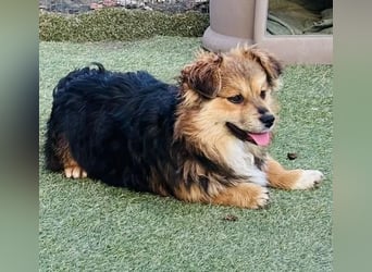 Mini Mäuschen Stella