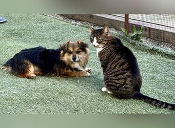 Mini Mäuschen Stella