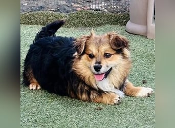 Mini Mäuschen Stella