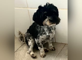 Josy – kleines Hundemädchen sucht ihr großes Glück