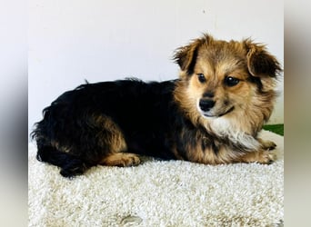 Mini Mäuschen Stella