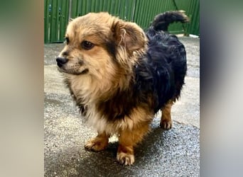 Mini Mäuschen Stella