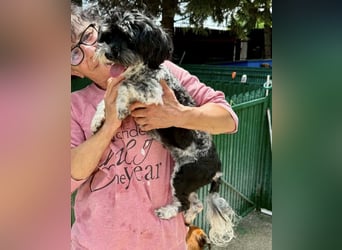 Josy – kleines Hundemädchen sucht ihr großes Glück