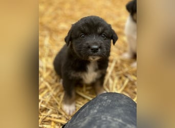 ⭐️STELUTA⭐️, Hündin, 1 Monat, 13 cm, Mischling, Tierschutz