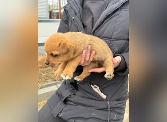 Fila träumt von Abenteuern