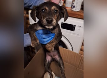 ⭐️BAUTZI⭐️, süßer Welpe, Rüde, 3 Monate, 25 cm, Mischling, Tierschutz