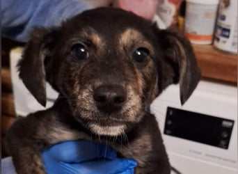 ⭐️BAUTZI⭐️, süßer Welpe, Rüde, 3 Monate, 25 cm, Mischling, Tierschutz