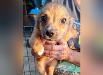 Dinai, herzige Hündin, 3 Monate, 20 cm, Tierschutz Rumänien
