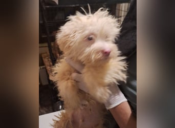 ⭐️GREX⭐️, Rüde, 3 Monate, 24 cm, Mischling, Tierschutz