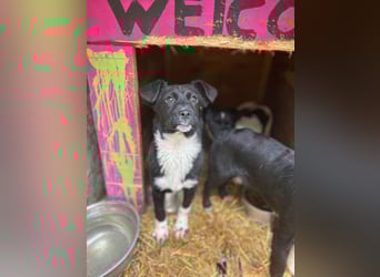 SIMBA, fröhlicher kleiner Sonnenschein, Hündin, 6 Monate, 32 cm, Mischling, Tierschutz