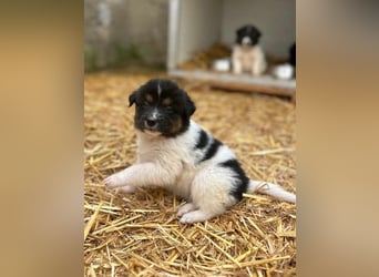 ⭐️STELLA⭐️, Hündin, 1 Monat, 13 cm, Mischling, Tierschutz
