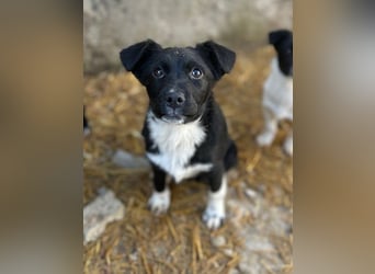 SIMBA, fröhlicher kleiner Sonnenschein, Hündin, 6 Monate, 32 cm, Mischling, Tierschutz