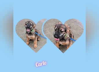 Junghund Carlo 30cm möchte Rumänien schnell verlassen