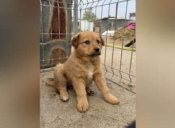 Flora schenkt dir ihr Herz