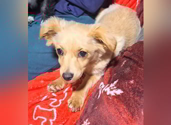 Kleinbleibendes Welpenmädel Sunny möchte Rumänien verlassen