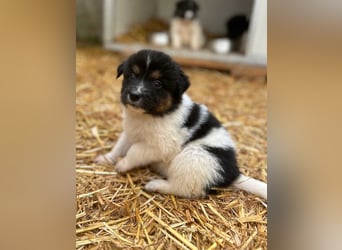 ⭐️STELLA⭐️, Hündin, 1 Monat, 13 cm, Mischling, Tierschutz