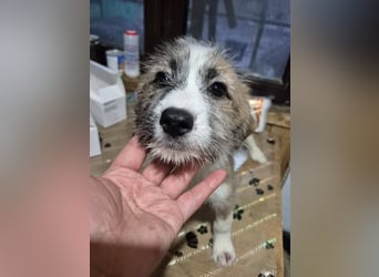 Welpenhündin 890544 sucht ihr eigenes Zuhause