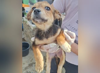 ZISA, fröhliche Welpin, ca. 3 Monate, ca. 20cm, Mischling, Tierschutz Rumänien