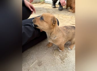 Fila wartet auf den einen Menschen, der ihn sieht