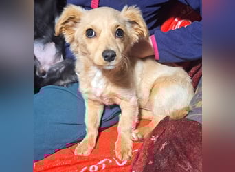 Kleinbleibendes Welpenmädel Sunny möchte Rumänien verlassen