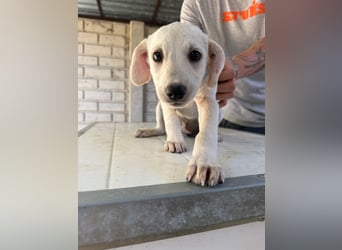 Valletta sucht ein Zuhause voller Liebe