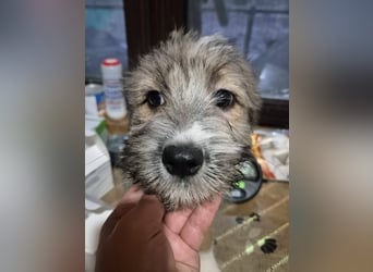 Welpenhündin 890542 stellt sich vor