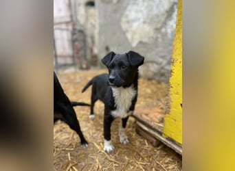 SIMBA, fröhlicher kleiner Sonnenschein, Hündin, 6 Monate, 32 cm, Mischling, Tierschutz