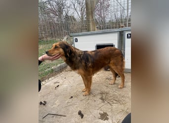 Fila träumt von Abenteuern