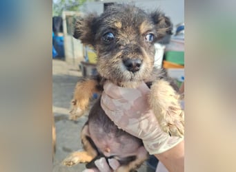 ZOTTI, neugieriger Entdecker, Rüde, 2 Monate, ca. 20 cm, Mischling, Tierschutz