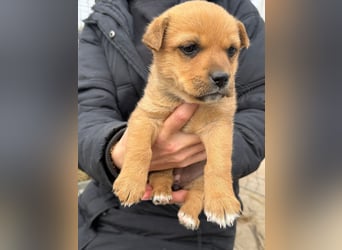 Fila wartet auf den einen Menschen, der ihn sieht