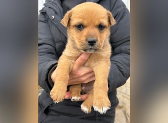 Fila wartet auf den einen Menschen, der ihn sieht