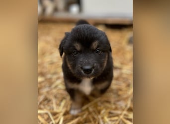 ⭐️SALVA⭐️, Hündin, 1 Monat, 13 cm, Mischling, Tierschutz