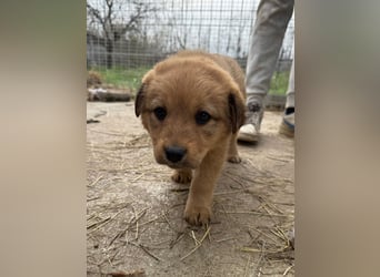 Flora schenkt dir ihr Herz