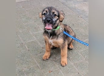 Junghund Carlo 30cm möchte Rumänien schnell verlassen