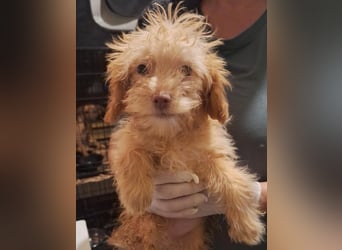 ⭐️Giddy⭐️, Hündin, 3 Monate, 24 cm, Mischling, Tierschutz