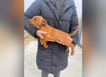 Elli möchte Kuscheln